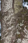 White poplar